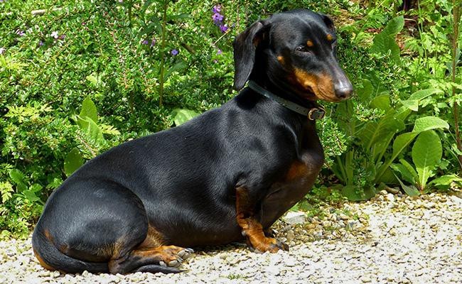 Dachshund Breed Guide: Temperament, Size, Origin & Care