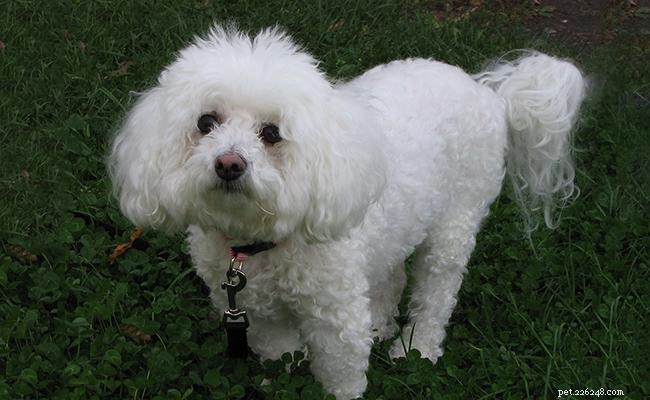 Bichon Frise Guide: Size, Care, Lifespan & Health