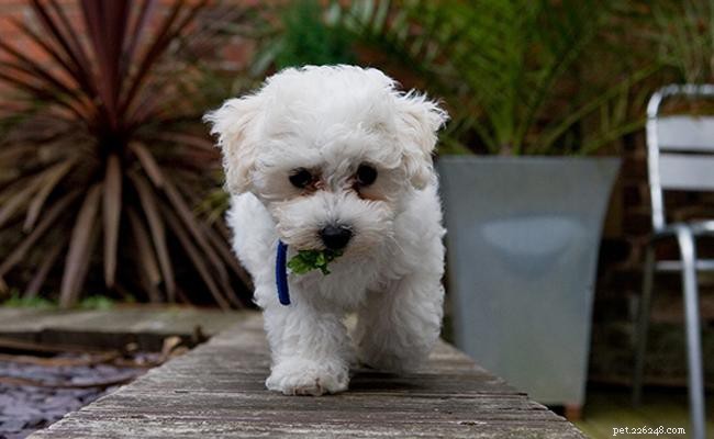 Bichon Frise Guide: Size, Care, Lifespan & Health