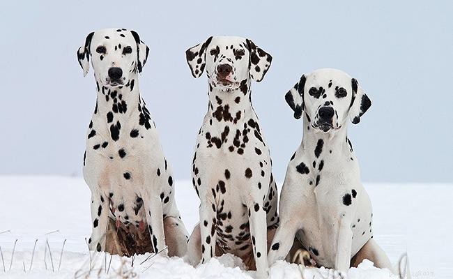 Dalmatian Dog Breed Guide: Size, Lifespan, Coat & Temperament