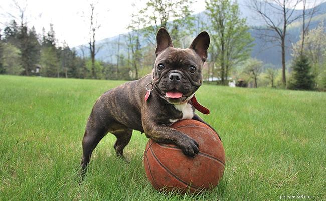 French Bulldog Puppies – The Ultimate Breed Guide