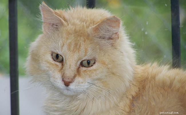 Can FIV-Positive and FIV-Negative Cats Coexist Safely?