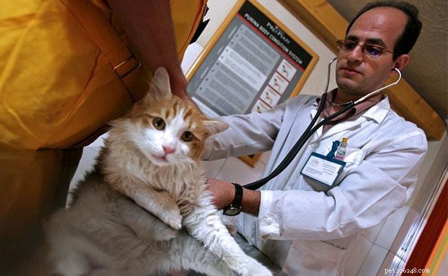 Can FIV-Positive and FIV-Negative Cats Coexist Safely?