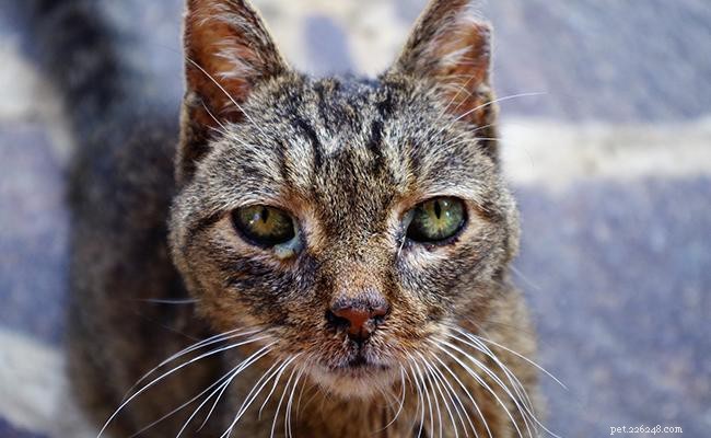 Can FIV-Positive and FIV-Negative Cats Coexist Safely?