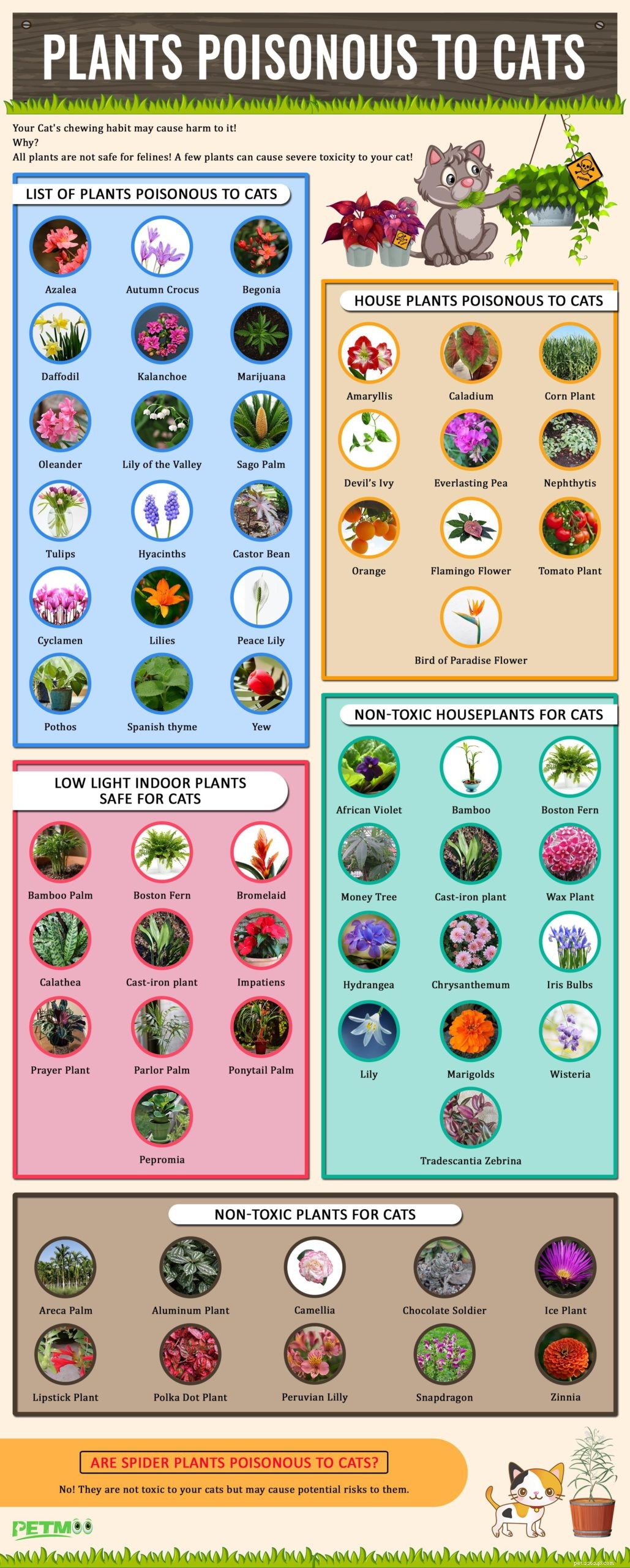 Dangerous Plants for Cats: A Comprehensive Guide to Protect Your Feline
