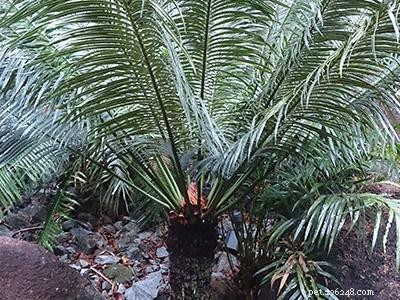 Dangerous Plants for Cats: A Comprehensive Guide to Protect Your Feline