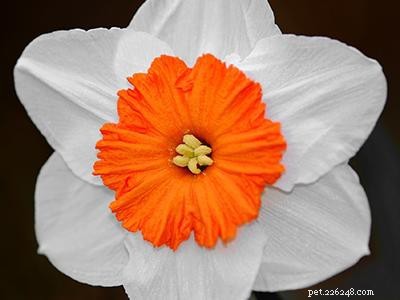 Dangerous Plants for Cats: A Comprehensive Guide to Protect Your Feline