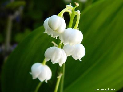 Dangerous Plants for Cats: A Comprehensive Guide to Protect Your Feline