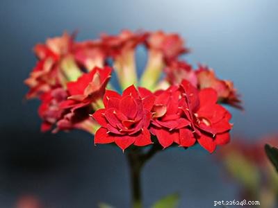 Dangerous Plants for Cats: A Comprehensive Guide to Protect Your Feline