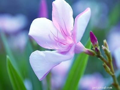 Dangerous Plants for Cats: A Comprehensive Guide to Protect Your Feline