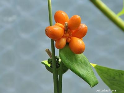 Dangerous Plants for Cats: A Comprehensive Guide to Protect Your Feline