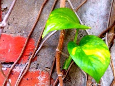 Dangerous Plants for Cats: A Comprehensive Guide to Protect Your Feline