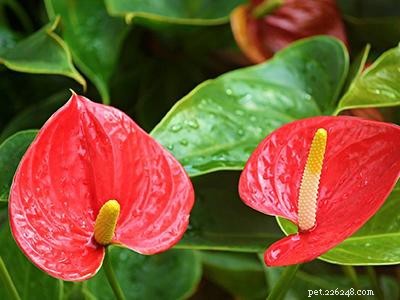 Dangerous Plants for Cats: A Comprehensive Guide to Protect Your Feline