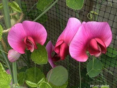 Dangerous Plants for Cats: A Comprehensive Guide to Protect Your Feline