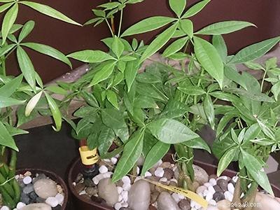 Dangerous Plants for Cats: A Comprehensive Guide to Protect Your Feline