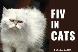 Dangerous Plants for Cats: A Comprehensive Guide to Protect Your Feline