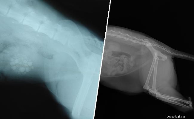 Cat X‑Rays Explained: What You Must Know