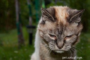 Cat X‑Rays Explained: What You Must Know