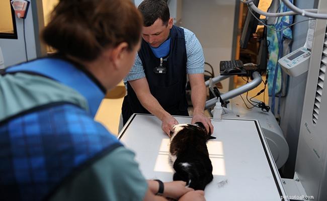Cat X‑Rays Explained: What You Must Know