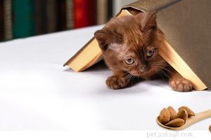 Cat Heartworm Disease (Dirofilariasis): Symptoms, Causes & Mosquito Transmission