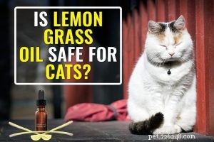 Understanding Feline Immunodeficiency Virus (FIV): Symptoms, Diagnosis, and Care