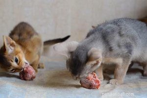 Rabies in Cats: Symptoms, Prevention, and Treatment – Protect Your Pet & Family