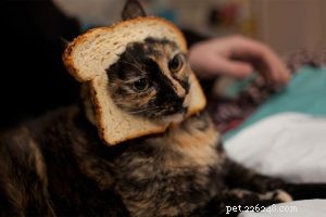 Understanding Diabetes in Cats: Types, Symptoms, Causes, and Treatment Options