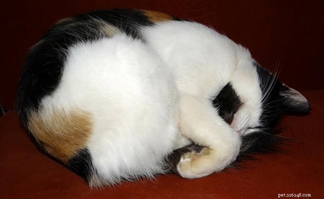 Understanding Diabetes in Cats: Types, Symptoms, Causes, and Treatment Options