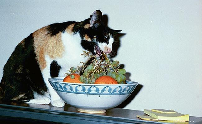 Understanding Diabetes in Cats: Types, Symptoms, Causes, and Treatment Options