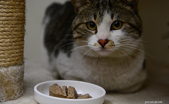 Understanding Diabetes in Cats: Types, Symptoms, Causes, and Treatment Options