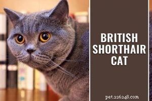 Understanding Diabetes in Cats: Types, Symptoms, Causes, and Treatment Options