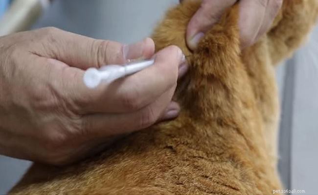 Understanding Diabetes in Cats: Types, Symptoms, Causes, and Treatment Options