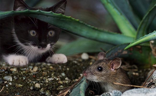 15 Fascinating Cat Facts You Didn t Know