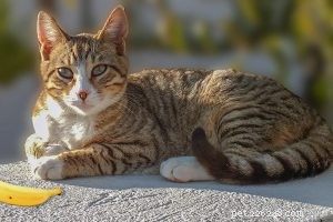 15 Fascinating Cat Facts You Didn t Know