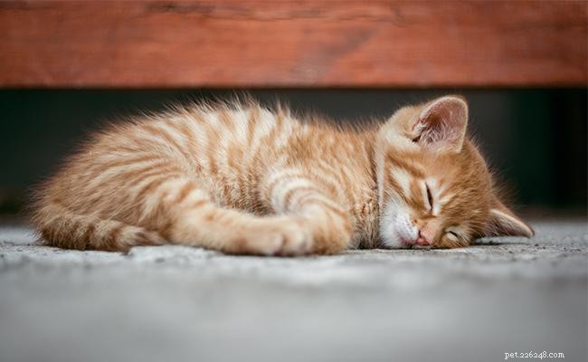 15 Fascinating Cat Facts You Didn t Know