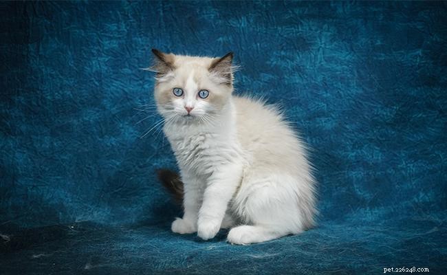 15 Fascinating Cat Facts You Didn t Know
