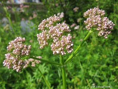 Safe, Cat-Friendly Plants for Your Garden & Yard