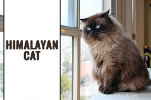 Safe, Cat-Friendly Plants for Your Garden & Yard