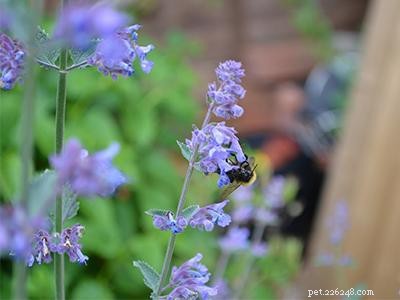 Safe, Cat-Friendly Plants for Your Garden & Yard