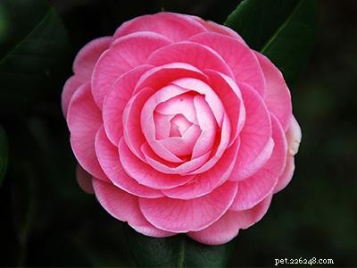 Safe, Cat-Friendly Plants for Your Garden & Yard