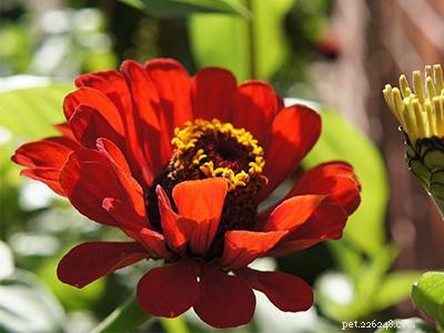 Safe, Cat-Friendly Plants for Your Garden & Yard