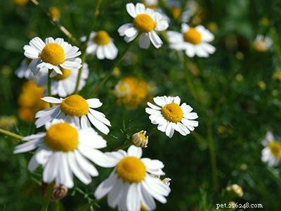 Safe, Cat-Friendly Plants for Your Garden & Yard