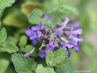 Safe, Cat-Friendly Plants for Your Garden & Yard