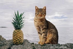 Safe, Cat-Friendly Plants for Your Garden & Yard