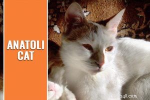Professional Cat Grooming Guide: Expert Tips for a Happy, Healthy Pet