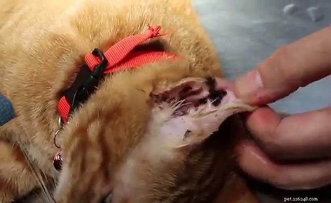 Professional Cat Grooming Guide: Expert Tips for a Happy, Healthy Pet