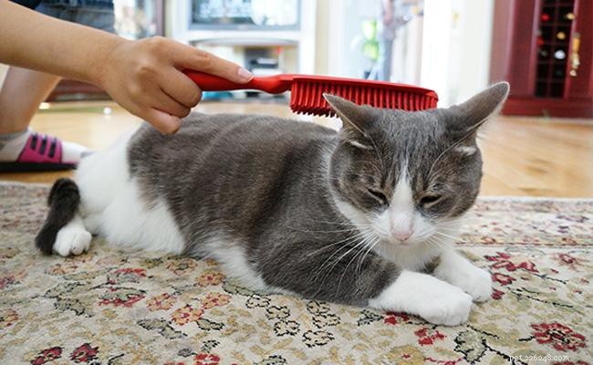 Professional Cat Grooming Guide: Expert Tips for a Happy, Healthy Pet