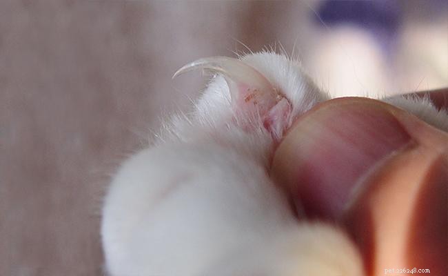 Professional Cat Grooming Guide: Expert Tips for a Happy, Healthy Pet