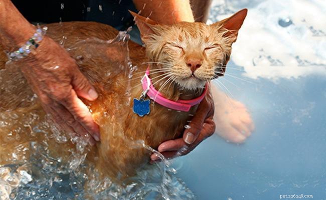 Professional Cat Grooming Guide: Expert Tips for a Happy, Healthy Pet