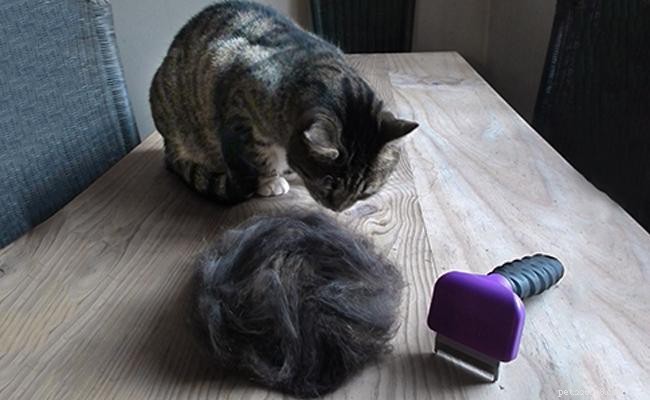 Professional Cat Grooming Guide: Expert Tips for a Happy, Healthy Pet
